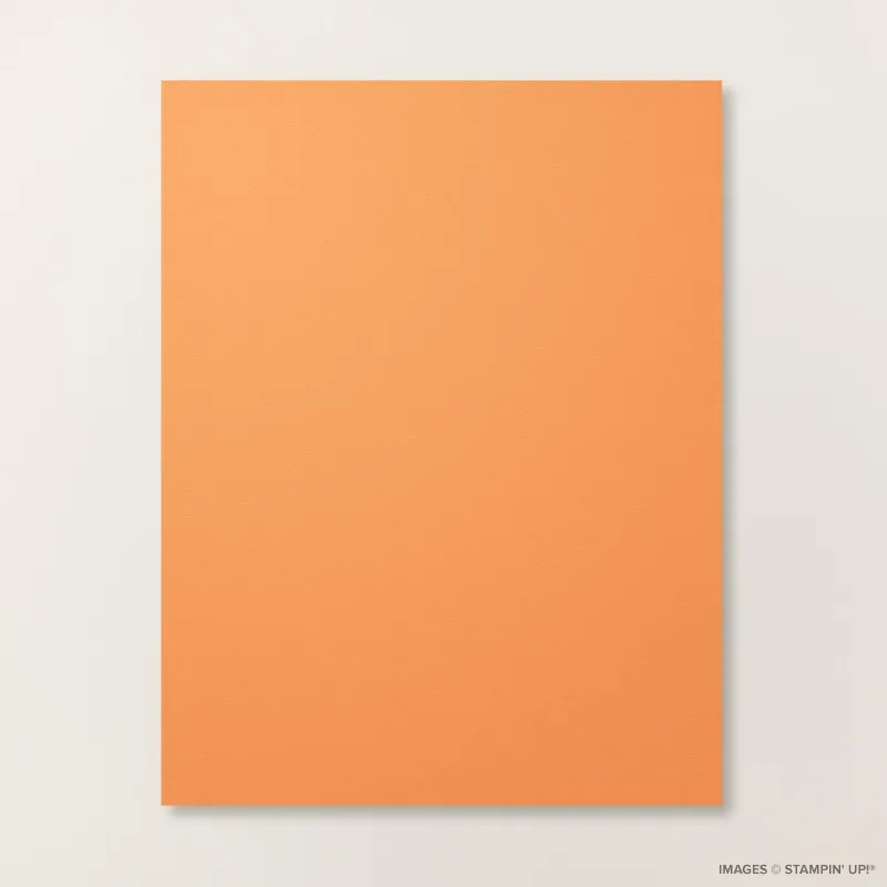 Timid Tiger 8 1/2" x 11" Cardstock